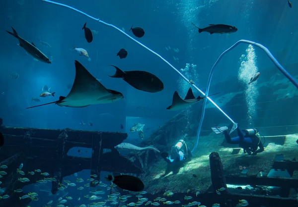 Cận cảnh các loài apore Oceanarium