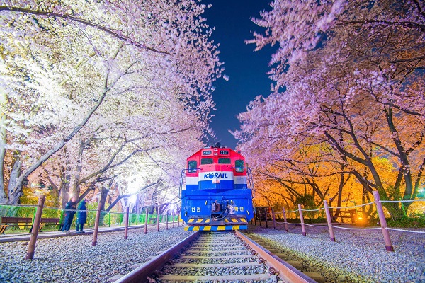 Lễ hội Hoa Anh Đào Jinhae Gunhangje 2