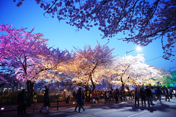 Lễ hội Hoa Mùa Xuân Yeongdeungpo Yeouido 1