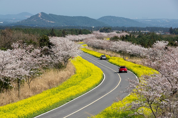 Lễ hội hoa cải dầu hoa anh đào tại đảo Jeju