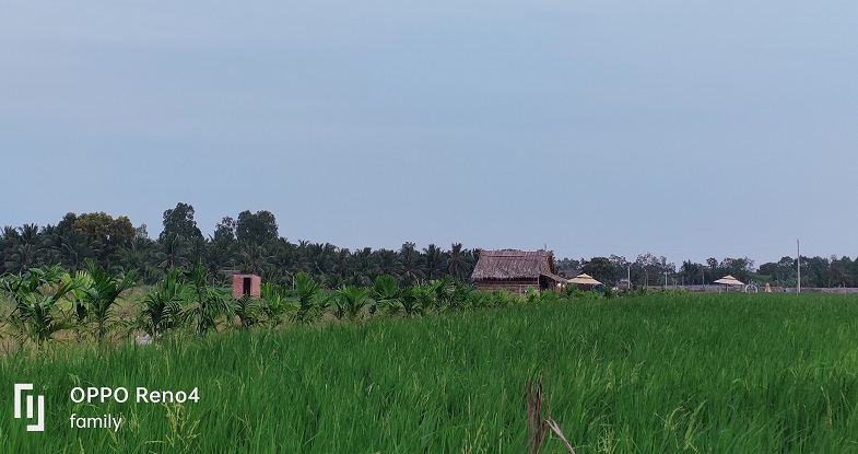 ruộng lúa