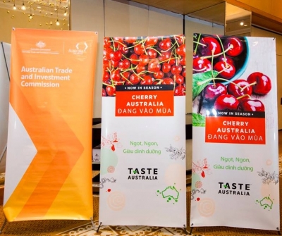 Cherry Australia Đã Trở Lại Việt nam